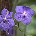 Purple Orchids 2