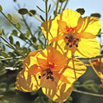 Palo Verde Blossom