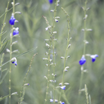 Blue Grasses