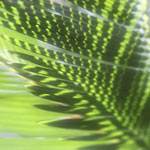 Palm Branches 4