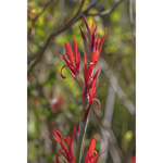 Berkeley Botanical Red Petals Profile