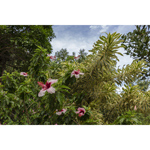 Limahuli Hibiscus Rosa Sinensis 222