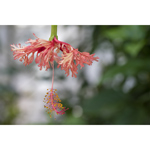 Berkeley Botanical Pink Caesalpinia