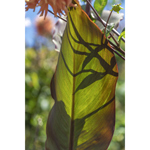 Berkeley Botanical Leaf Shadow