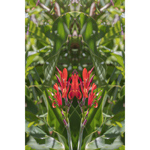 Berkeley Botanical Red Petals Mirror
