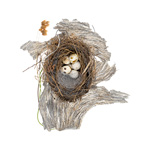 Bird Nest 13