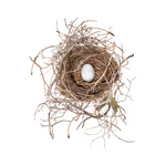 Bird Nest 4