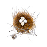 Bird Nest 11