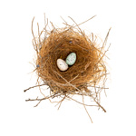 Bird Nest 8