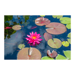 Water Lily Sky 2