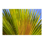 Palm Frond Right