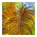 Frond Patterns 2