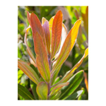 Protea Leaves