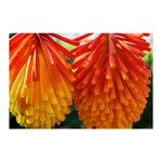 Torch Lily 1