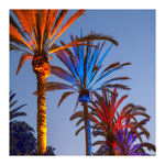 Colored Palms 2