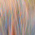 Abstract Grasses 2