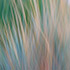 Abstract Grasses 1