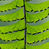 Frond 2