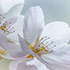 White Spring Floral 2