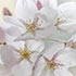 White Spring Floral 1