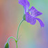 Purple Sprig Floral 1