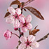 Pink Spring Floral 2