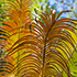 Frond Patterns 2