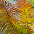 Frond Patterns 1