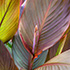 Canna Lily Leaves