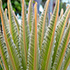 Palm Fronds 8