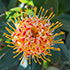 Protea Flower 1
