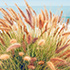 Coastal Grass