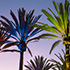 Colored Palms 3