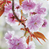Pink Cherry Tree Blossoms 3