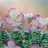 Hydrangea Paniculata Pink Diamond