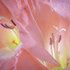 Pink Gladiola Blossoms