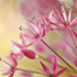 Allium Blossoms 1