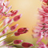 Allium Blossoms 2