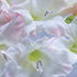 White Gladiola Blossoms