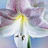 Amaryllis Blossom 2