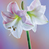 Amaryllis Blossom 1