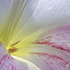 Amaryllis Blossom 4