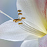 Amaryllis Blossom 3