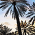 Vintage Palms 1