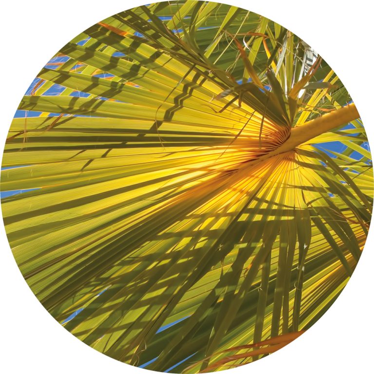 Oasis Shade Circle 2