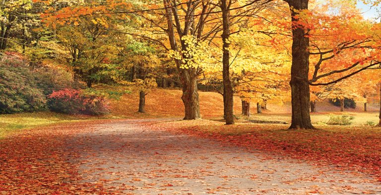 Fall Colors