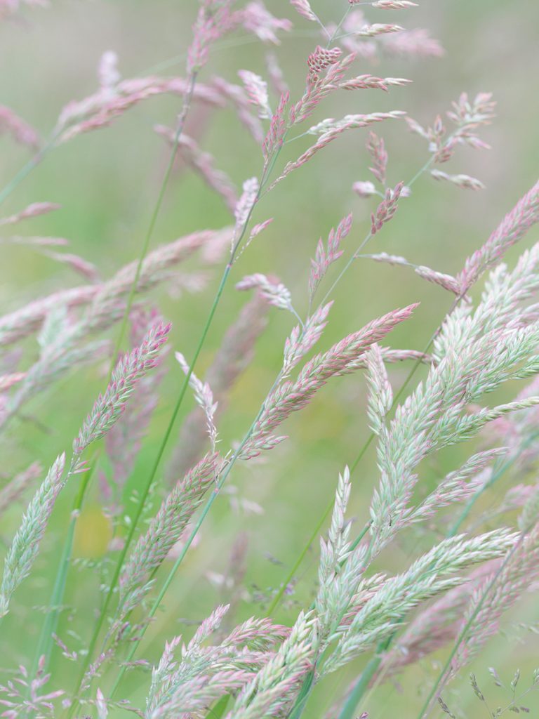 Grasses II