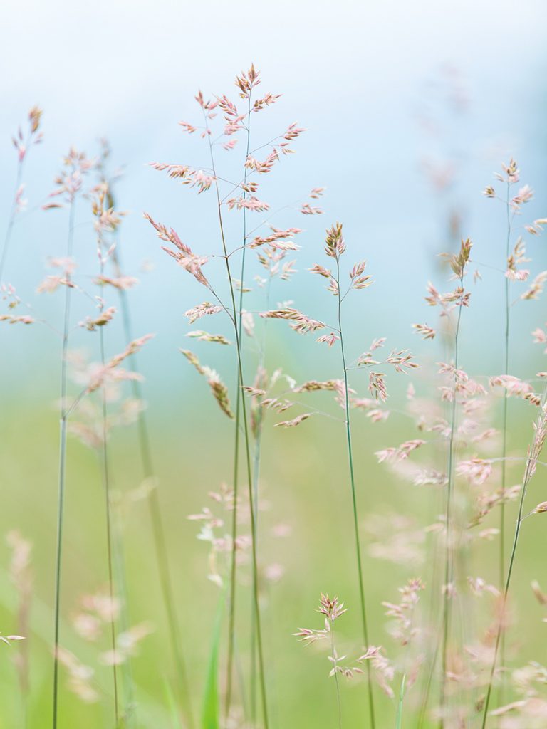 Grasses I