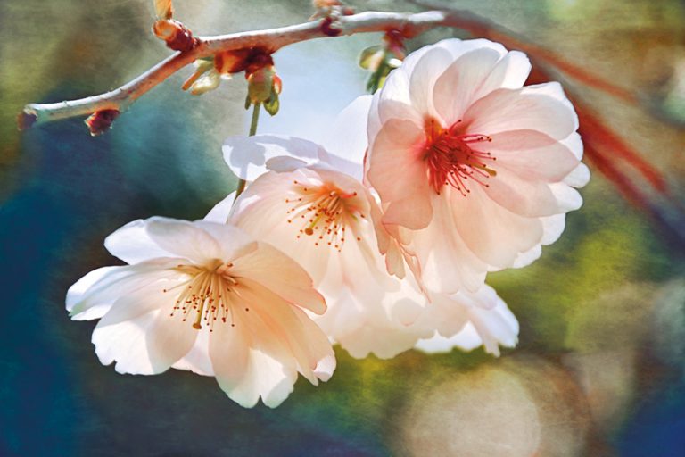 Cherry Blossom 1