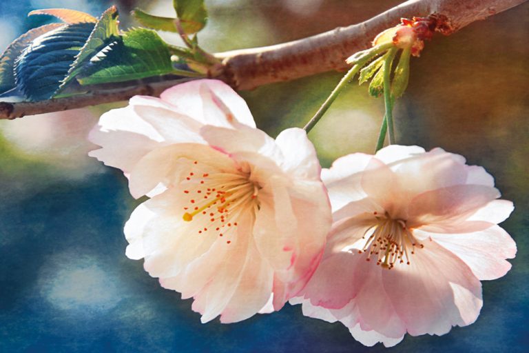 Cherry Blossom 2